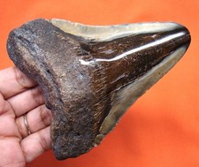 HUGE MEGALODON SHARK TOOTH -