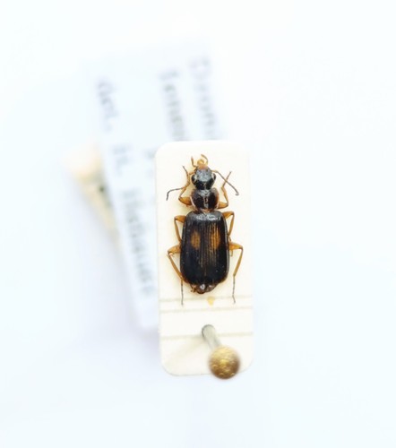 Entomology taxidermy - entomology,