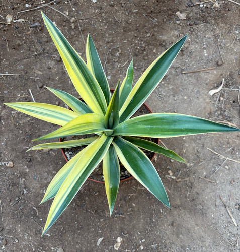 Agave desmettiana variegata - agave,