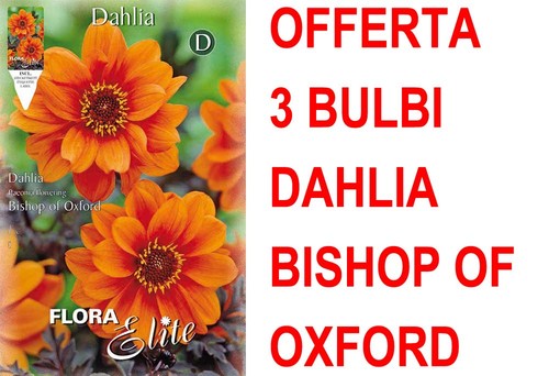 Offerta bulbi dahlia - offerta,