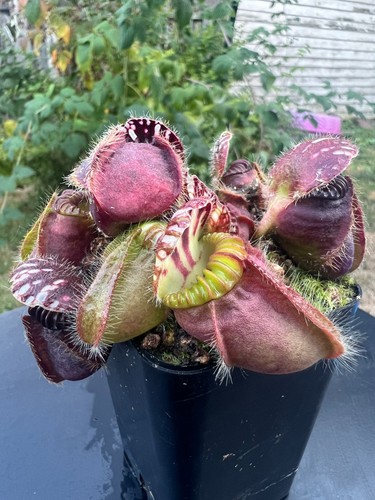 Cephalotus follicularis 5 - -, 2.5"