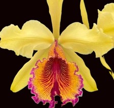 Cattleya dowiana di Aurea 'Net