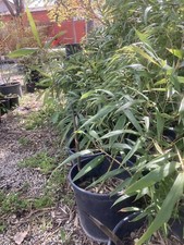 Bambù Una Pianta di Bamboo,Phillostachys Edulis Gigante Moso Rizoma Forte Giant