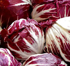 RADICCHIO SEEDS 1000+ PALLA