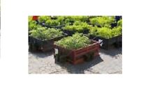 Cassone bancale cassa in legno per orto in città Pallets 120x80 cm alt 40 cm 