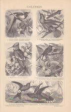 Colibrì Trochilidae Colibrì