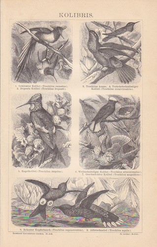 Colibrì trochilidae - colibrì,
