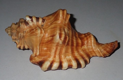 115 grande conchiglia - grande,