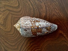 Conchiglia conus textile - conchiglia,