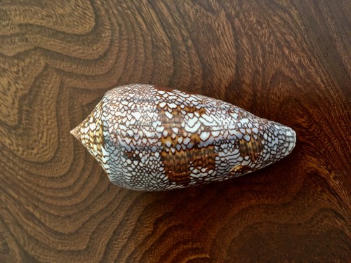 Conchiglia conus textile - conus, |