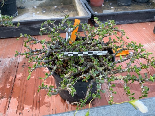 571 big sarcocaulon - 571,
