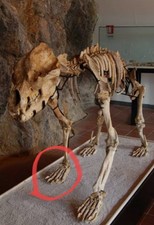 Fossile Ursus