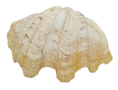 Zampa orso conchiglia mare - zampa,