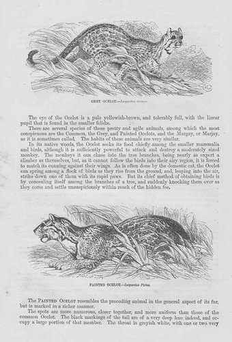 Ozelot leopardus pardalis - ozelot,