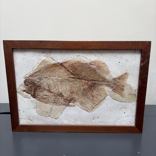 Large phareodus fish - large,