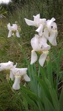  5 RIZOMI IRIS BARBATA BIANCO