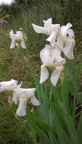Rizomi iris barbata - barbata, bianco