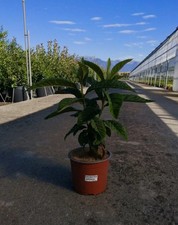 ERIOBOTRYA JAPONICA - Nespolo