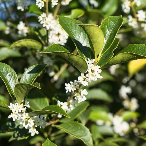 Osmanto osmanthus aquifolium - "osmanthus, aquifolium"