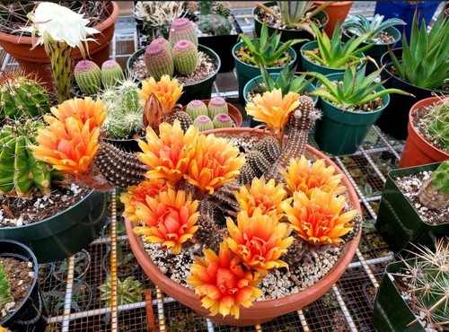 Echinopsis chamaecereus hybrid