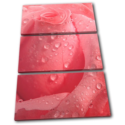 Rose flowers love - rose,