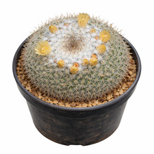 Mammillaria rosensis SEEDS -