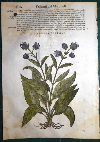 Stampa antica mattioli - stampa,