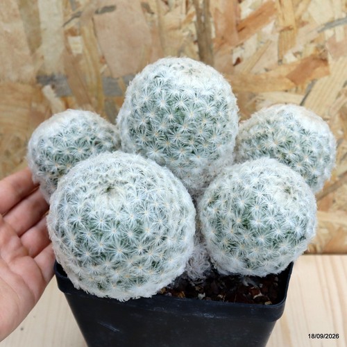 Mammillaria plumosa vaso - vaso, 15