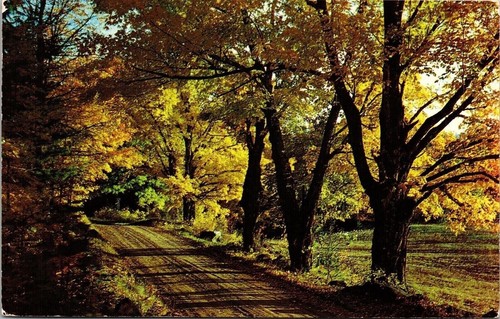 Cartolina country road golden - cartolina,