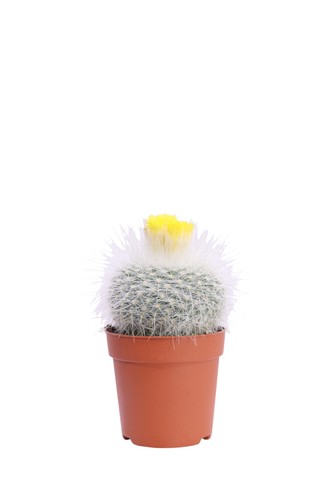 Pianta vera parodia cactus - pianta,