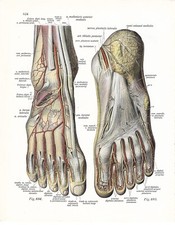 Stampa antica ANATOMIA PIEDE podologo medicina Sobotta 1931 Antique print