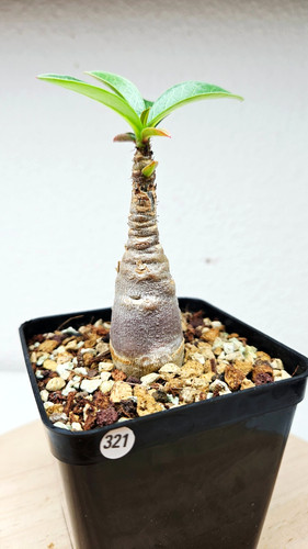 Caudex rosso adenium kal - adenium, f1