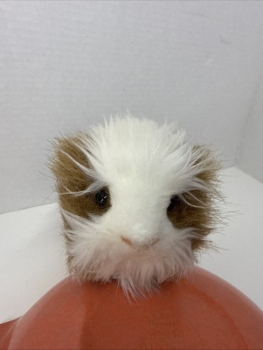 Peluche porcellino india - peluche, d'india