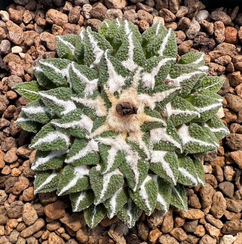 Ariocarpus kotschoubeyanus