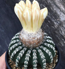 2PCS Piante di Cactus Discocactus horstii Bellissimo Giardino Cactus 3CM