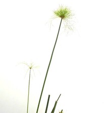 Cyperus papyrus | Papyrus | Paper reed -  - Papiro | Giunco da carta