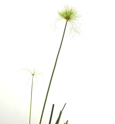 Cyperus papyrus 90cm - 50-90cm, |