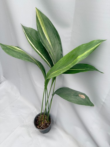 Aspidistra elatior variegata - elatior,