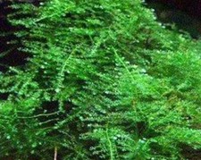 Christmas Moss 10x10 cm/muschio/piante/acquario/pesci/gamberetti/moss