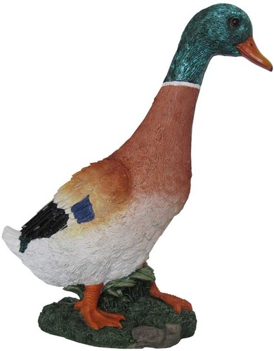 Verdelook germano reale - germano,