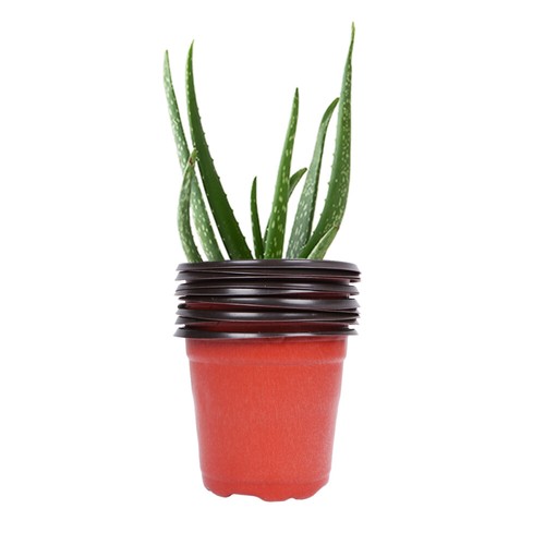 60pcs window flower nursery - 60pcs,