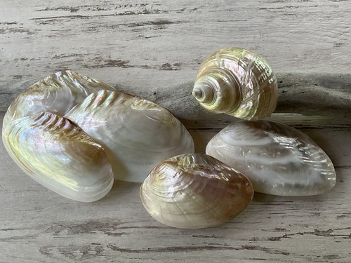 Conchiglie perlate decorazione - perlate,