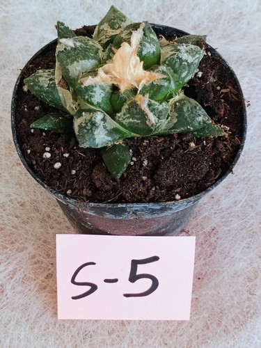 Ariocarpus intermedius vaso - ariocarpus,