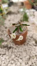 Euphorbia milii f. giallo chiaro/ bianco  succulente cactus piante grasse