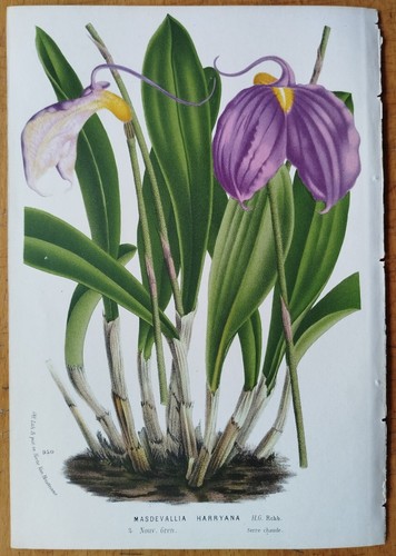 Orchidea masdevallia van - orchidea,