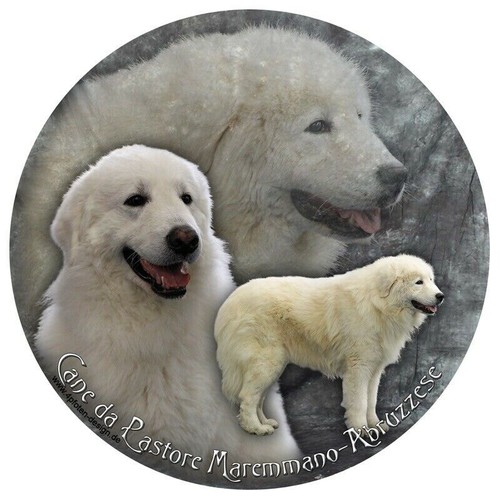 Cane pastore maremmano - cane,
