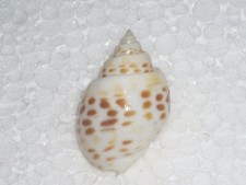 BABYLONIA SPIRATA AMAZING