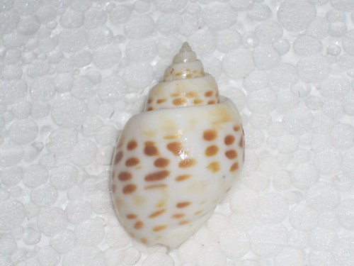 Babylonia spirata amazing - babylonia,