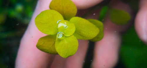 Ludwigia mato grosso stems - , 4