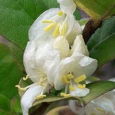 2 PIANTE LONICERA FRAGRANTISSIMA _ CAPRIFOGLIO _ NUTRICE FARFALLA LIMENITIS